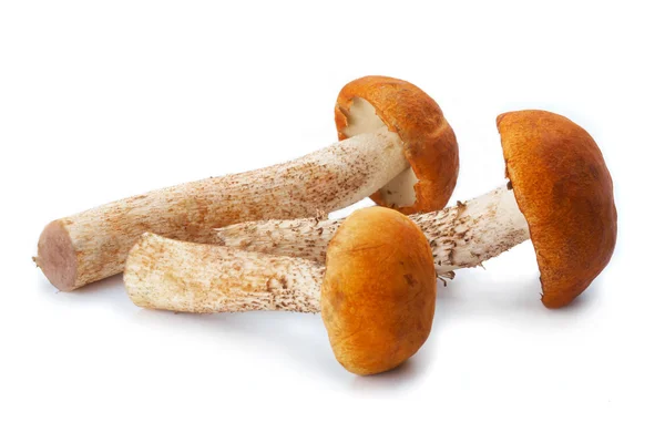 Stock image Three Mushrooms