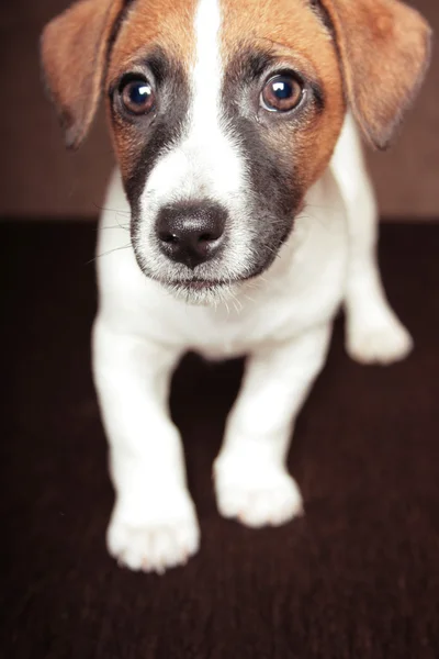Jack Russell Terrier Welpe Stockfoto