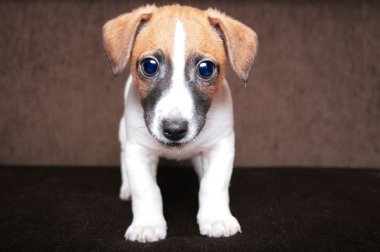 Hayret jrt köpek yavrusu