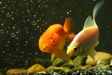 Fancy goldfish clipart