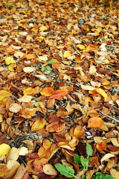 Foglie d'autunno — Foto Stock