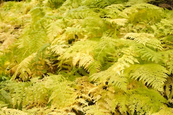 stock image Ferns