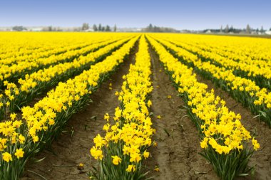 Yellow daffodils clipart