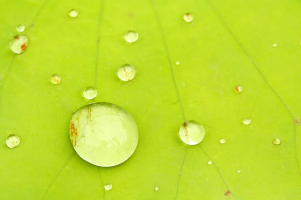 stock image Morning dew