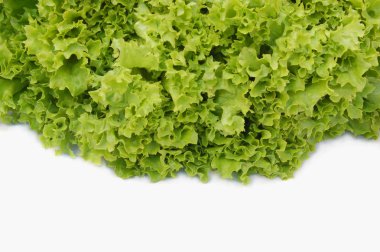 Lettuce clipart