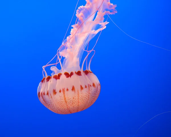 해파리 — 스톡 사진
