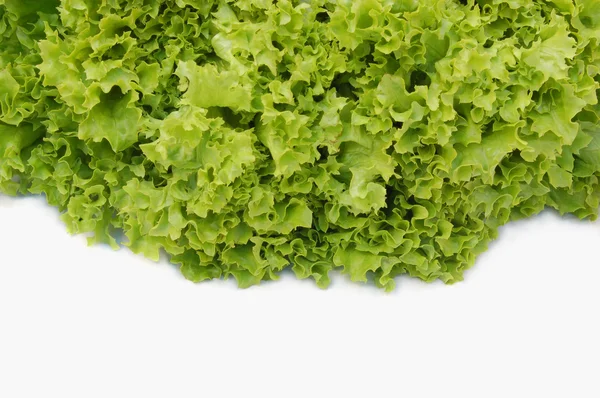 Stock image Lettuce