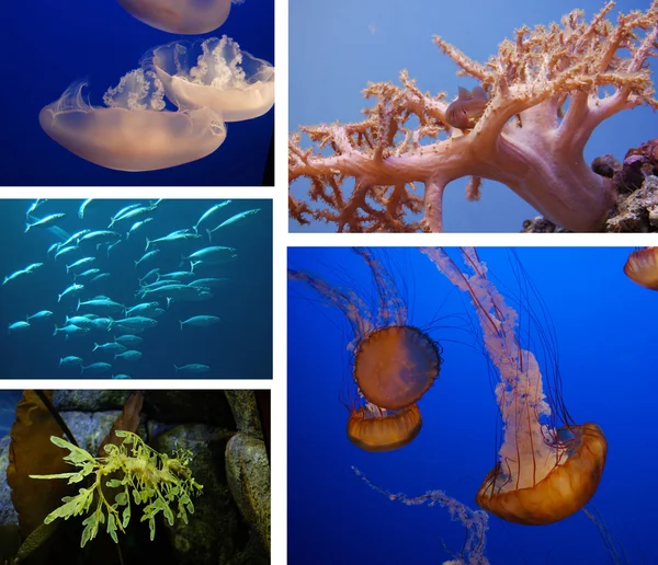 A collage of marine life — Stock Photo, Image