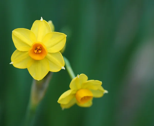 Voorjaar — Stockfoto