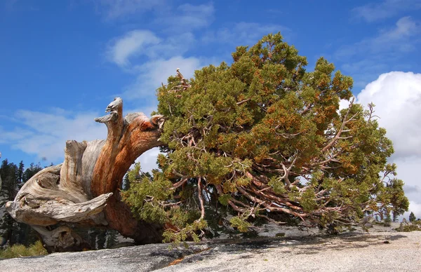구부러진된 나무 — 스톡 사진