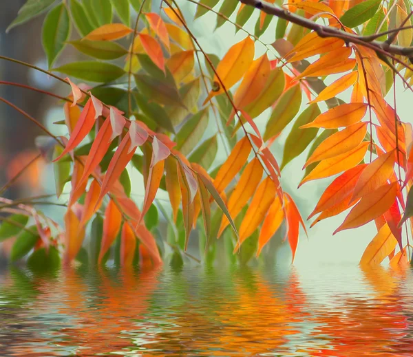 stock image Autumn