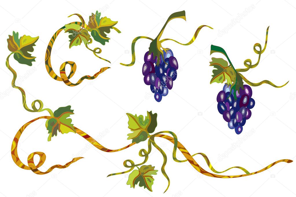 Grape vine design