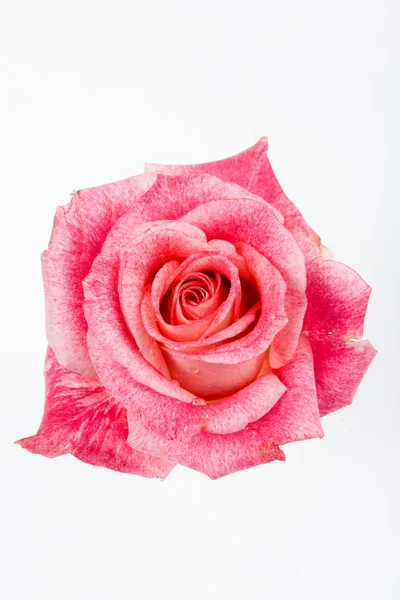 孤立的玫瑰 — 图库照片