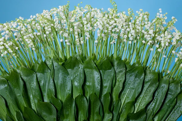 stock image Lilies Of The Valley