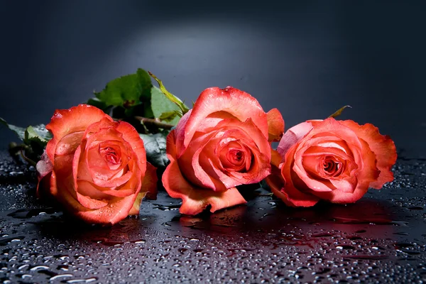 Розы — стоковое фото