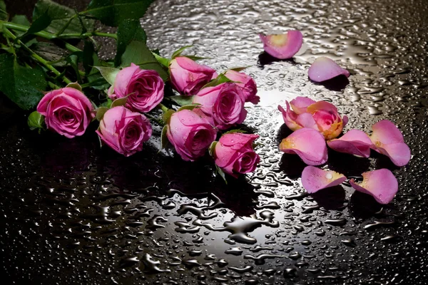 Розы и лепестки на черном — стоковое фото