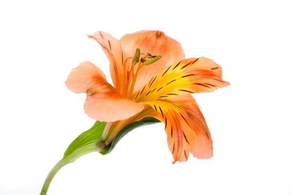 Stock image Flower Composition