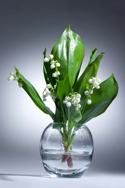 stock image Lily Of The Valley