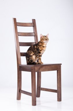 Leopard Cat On A Chair clipart