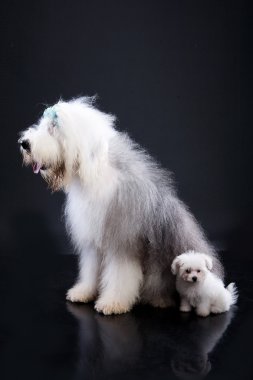 fluffi köpekler