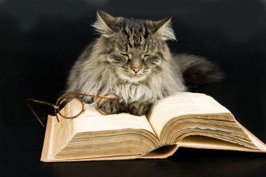 kedi, kitap ve gözlük