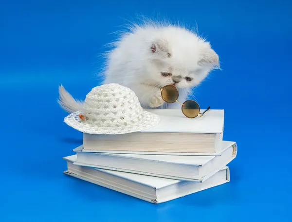 Yavru kedi, kitap ve gözlük — Stok fotoğraf