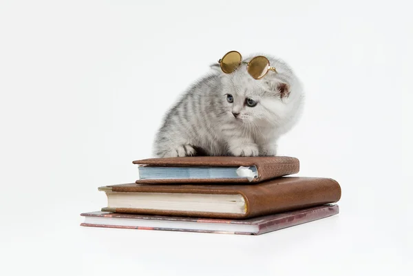 Γατάκι και τα βιβλία — Φωτογραφία Αρχείου