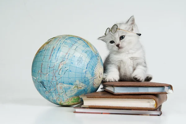 Kitten, Books And Globe — Stock Photo, Image