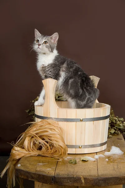 Влажная кошка — стоковое фото
