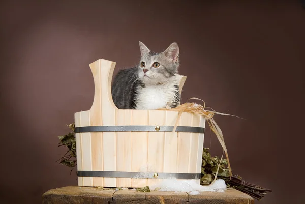 Kat in het bad — Stockfoto