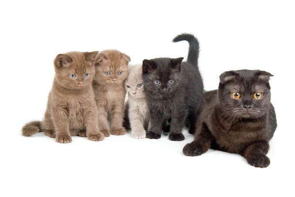 Katt och kattungarna — Stockfoto