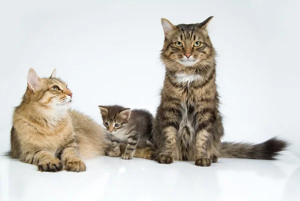 Cats And Kitten — Stock Photo, Image