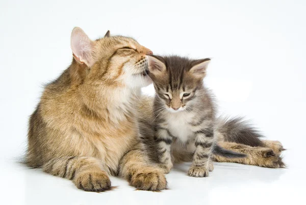 Gatto e gattino — Foto Stock