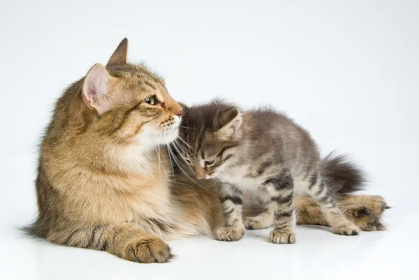 Katt och kattunge — Stockfoto