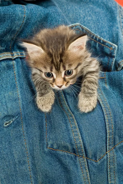 Yavru kedi ve denim — Stok fotoğraf