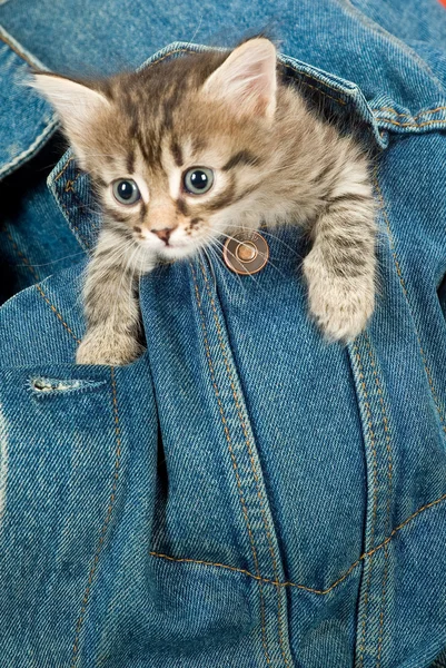 Kitten en denim — Stockfoto