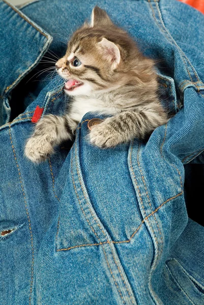 Kitten en denim — Stockfoto