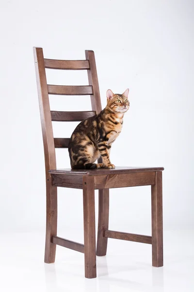 Леопардовый кот на стуле — стоковое фото