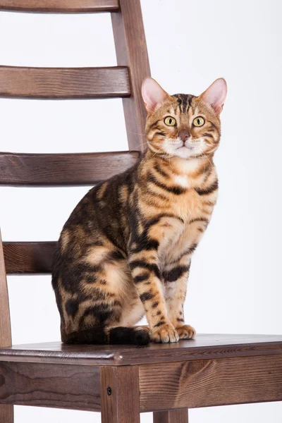 Pars kedisi bir iskemle — Stok fotoğraf