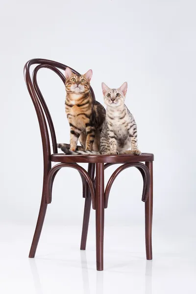 Два леопардовых кота — стоковое фото