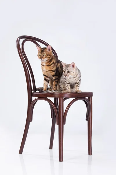 Twee Luipaard katten — Stockfoto