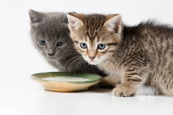Malá koťata — Stock fotografie