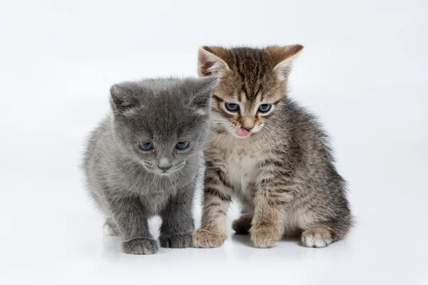 Petits chatons — Photo