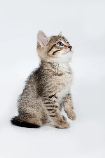 Крихітних кошенят — стокове фото