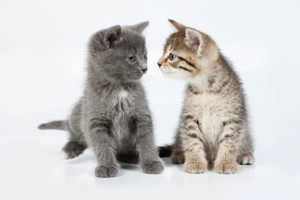 Małe kociaki — Zdjęcie stockowe