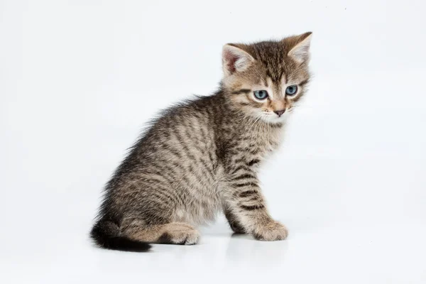 Pequeño gatito —  Fotos de Stock