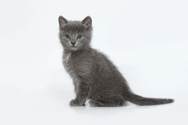 Little Kitten — Stock Photo, Image