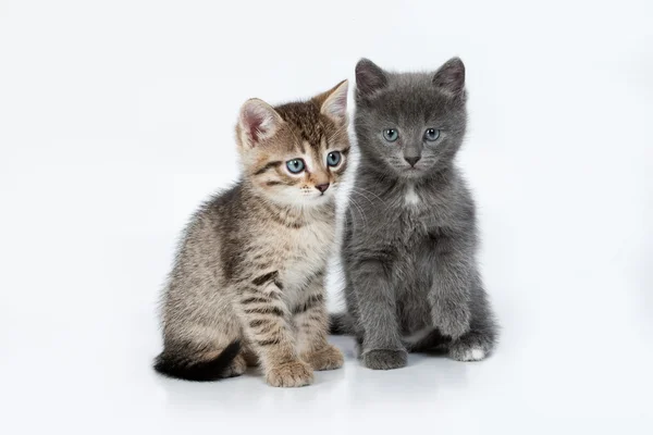 Little Kittens — Stock Photo, Image