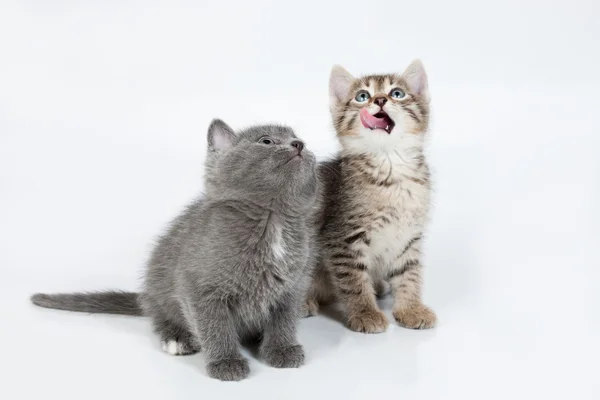 Маленькие котята — стоковое фото