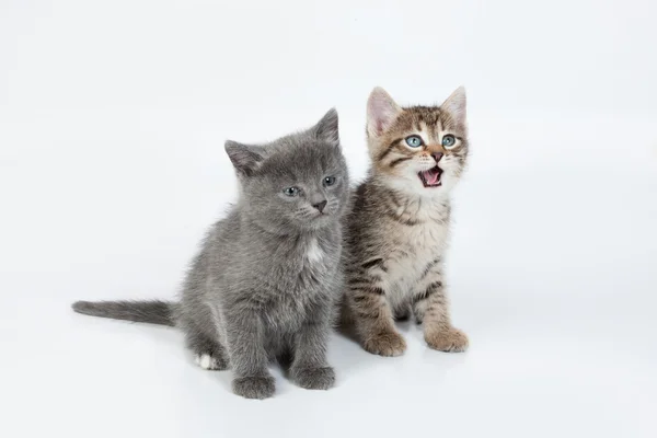 Маленькие котята — стоковое фото